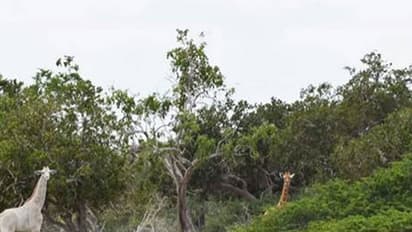 വെളുത്ത ജിറാഫുകള് വീണ്ടും; ശാസ്ത്ര രഹസ്യം ഇതാണ്