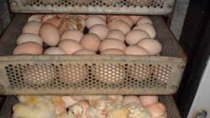 குஞ்சு பொரிப்பகத்தை பயன்படுத்தி நாட்டு முட்டைகளைப் பொரிக்கலமா?