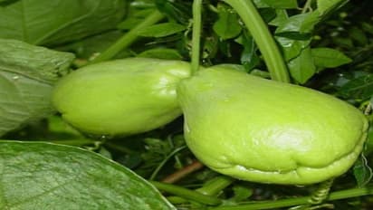 சௌ சௌவில் இவ்வளவு நன்மைகள் இருக்குனு தெரிஞ்சா நீங்கள் அதை சாப்பிடாம இருக்க மாட்டீங்க…