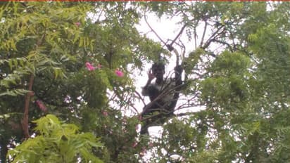 ಮದುವೆಗಾಗಿ ಮರವೇರಿ 2 ದಿನ ಕುಳಿತ ಯುವಕ