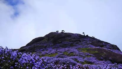 8 lakh tourists expected as Munnar gears up for neelakurinji season