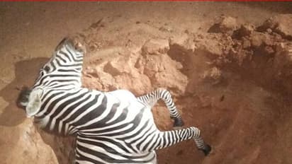 Pregnant Zebra falls into ditch and dies at Bannerghatta National Park