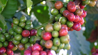 ಕೊಡಗಿಗೆ ನಿರಾಸೆ ತಂದ ಬಜೆಟ್: ಕಾಫಿ ಬೆಳೆಗಾರರ ಸಾಲ ಮನ್ನಾ ಇಲ್ಲ