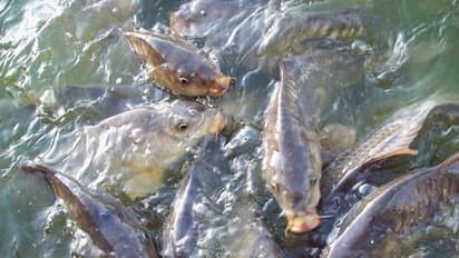 சாதாக் கெண்டை மீன் இனங்களை பற்றி கேள்விப்பட்டதுண்டா?