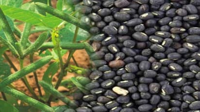 குறுகிய காலத்தில், குறைந்த செலவில், அதிக லாபம் தரும் “உளுந்து”…