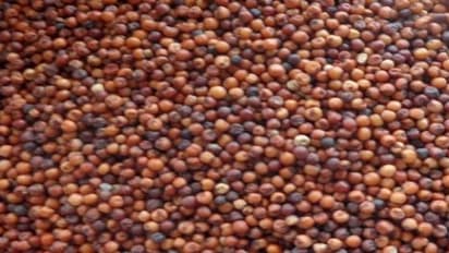 உங்களுக்குத் தெரியுமா? தாய்ப்பாலுக்கு நிகரான சத்துகளைப் பெற்றது கேழ்வரகு…