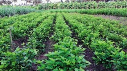 மல்பெரி நாற்றை எப்படி உற்பத்தி செய்ய இந்த எளிய வழி இருக்கு…