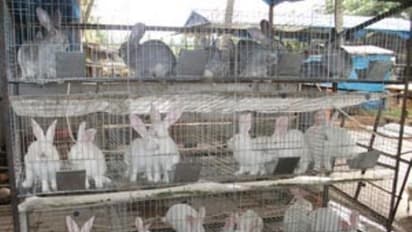 முயல்களுக்கான தீவனத்தொட்டிகளின் பராமரிப்பு முறைகள் - ஒரு பார்வை...