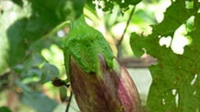 இப்படிப்பட்ட பூச்சிகளை ஒழித்தாலே கத்திரிக்காயில் அதிக மகசூல் பார்க்கலாம்...