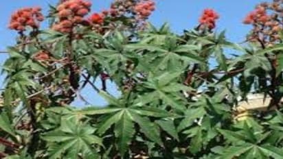 ஆமணக்கு சாகுபடியில் அதிக இலாபம் பெற வீரிய ஒட்டு இரகங்களை எப்படி பயன்படுத்தலாம்…