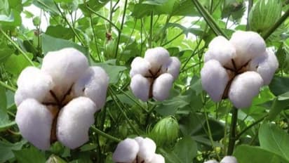 பருத்தி சாகுபடியில் மேற்கொள்ள வேண்டிய களை மேலாண்மைகள் இதோ...