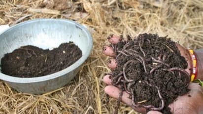 மண்புழு உரம் மற்றும் மண்புழு அறுவடை எப்படி செய்வது?