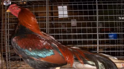 இந்தியாவில் எத்தனை கோழி இனங்கள் இருக்கு? அதன் சிறப்புகள்…