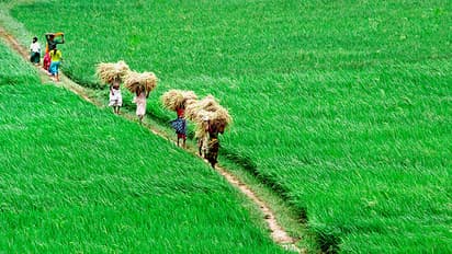 Cancer: ఒకే ఊరిలో 200 మందికి క్యాన్సర్.. 15 మంది మృతి.. అభివృద్ధే వారిని కాటేసిందా? 