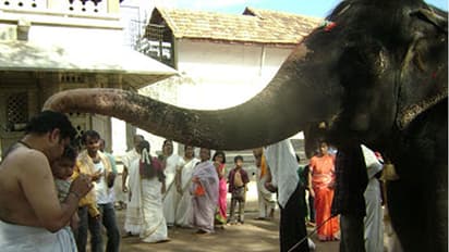At 86, Kerala's 'granny' jumbo eyes Guinness entry