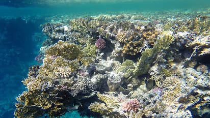 সম্পদ বৃদ্ধিতে ও ভূসম্পত্তি লাভে সাহায্য করে এই রত্ন, জেনে নিন এর বিশেষত্ব