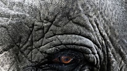 Tamil Nadu: Rogue elephant tramples teen to death