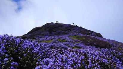 നീലക്കുറിഞ്ഞി ഉദ്യാനം; സഞ്ചാരികള് അറിയേണ്ടതെല്ലാം
