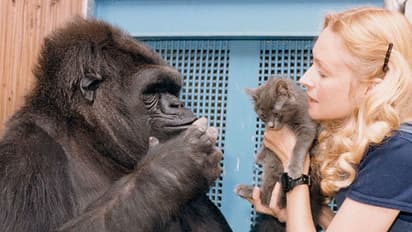 ഈ ഗൊറില്ലയ്ക്ക് ആംഗ്യഭാഷ അറിയാം