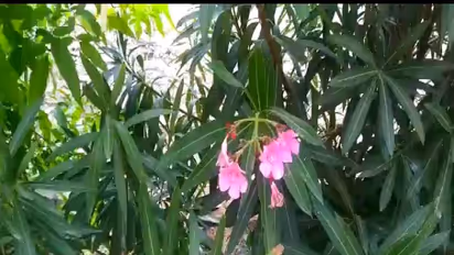 விஷம் நிறைந்த அரளிச் செடியில்கூட இவ்வளவு மருத்துவ குணங்கள் இருக்கு...