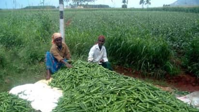 வெண்டை சாகுபடியில் நல்ல மகசூலை பெற இந்த முறையில் சாகுபடி செய்யலாம்…