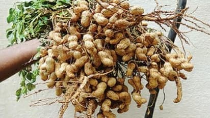 நிலக்கடலைப் பயிரைத் தாக்கும் சுருள்பூச்சியை எப்படி கட்டுப்படுத்தலாம்? இதை வாசிங்க…