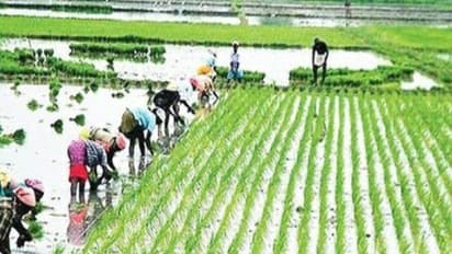 உயிராற்றல் விவசாயம் முறைகளைக் கடைப்பிடிப்பதில் அப்படியென்ன நன்மைகள் இருக்கு...