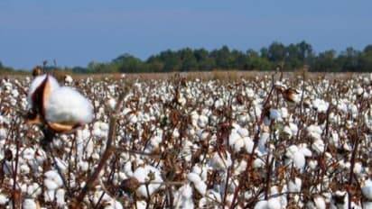 பருத்தி பயிர்களை தாக்க்கும் நோய்களை கட்டுப்படுத்தும் முறைகள் இதோ...