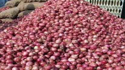 அறுவடைக்குப் பின்னர் வெங்காயத்தை எப்படி பதப்படுத்துவது?