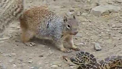 Watch: This squirrel chose to eat a snake and shockingly won