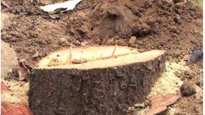 തിരുവനന്തപുരത്ത് സര്ക്കാര് ഭൂമിയില് നിന്ന് ചന്ദനമരങ്ങള് മുറിച്ചു കടത്തി