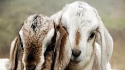 சினை மற்றும் குட்டி ஆடுகளில் மேற்கொள்ள வேண்டிய பராமரிப்பு நடவடிக்கைகள் இதோ...