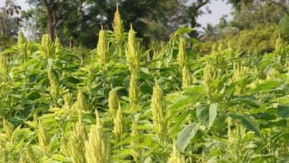 எண்ணெய்ப் பயிர் வித்துகளின் முளைப்புத் திறனை பாதுகாக்க இதை செய்தாலே போதும்...