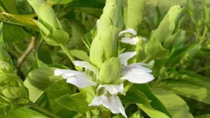 ஆடாதோடா – உயிர்வேலியாய் அமைத்தால் அதிக பயன்கள் உண்டு…