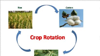 சுழற்சி முறை பயிர் சாகுபடி; எந்தெந்த பயிருக்கு பின் எந்தெந்த பயிர் சாகுபடி செய்யணும்?