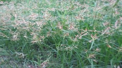 பிரச்சனைக்குரிய கோரைகளை எவ்வாறு கட்டுப்படுத்தலாம்? இதை வாசிங்க…