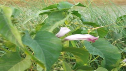 எள்ளுச் செடியின் மருத்துவ குணங்கள் பற்றித் தெரிந்து கொள்ளங்கள்…