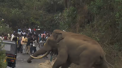 വന്യജീവി ആക്രമണം; 8 വർഷത്തിനിടെ കേരളത്തിൽ കൊല്ലപ്പെട്ടത് 909 പേർ, നഷ്ടപരിഹാരം കിട്ടാതെ നിരവധി കുടുംബങ്ങൾ