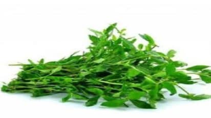 நாம் அரைக்கீரை என்று சொல்லும் கீரையின் அசல் பெயர் என்ன தெரியுமா? "அறுகீரை". ஏன் இந்தப் பெயர்?