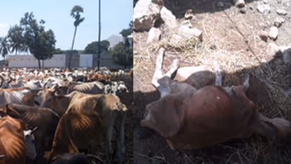 In Gau Rakshaks' pet Andhra district, cows die of unbearable torture