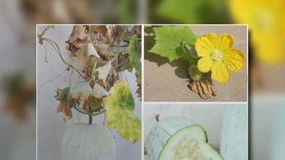 Ash Gourd floods Bengaluru, Mysuru market for Dasara