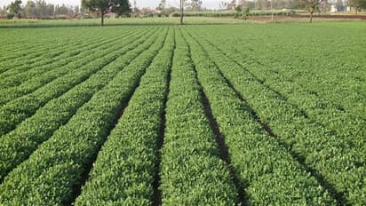 நிலக்கடலையின் உரத் தேவைகளை பூர்த்தி செய்ய இதோ எளிய வழிகள்...