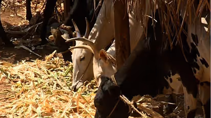 ಯುಪಿ ಜೈಲುಗಳಲ್ಲಿ ಗೋಶಾಲೆ, ಸಾವಯವ ಕೃಷಿ!