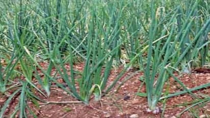 சின்ன வெங்காயத்தை தாக்க்கும் சாறு உறிஞ்சும் பூச்சிகளை கட்டுப்படுத்த இந்த வழிமுறைகளை பயன்படுத்தலாம்…