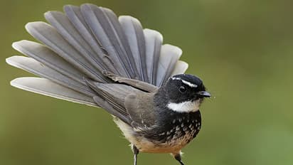 കേരളത്തില് ശ്വേതകണ്ഠന് ആട്ടക്കാരനെ കണ്ടെത്തി