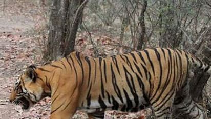 Wild tiger spotted at Bannerghatta National Park