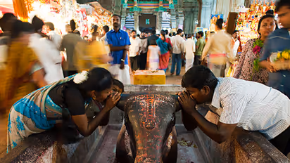 ‘Bulls cannot be hurt’ is the golden rule of Jallikattu, but who follows it?