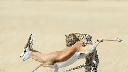 കാട്ടിലെ സ്റ്റണ്ട് സീനുകള്‍!