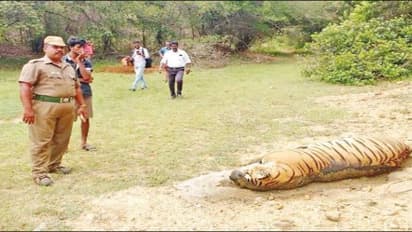 முள்ளம்பன்றிக்கு ஆசைப்பட்டு உயிரைவிட்ட புலி; முட்கள் குடலை கிழித்ததால் துடிதுடித்து புலி உயிரிழப்பு..