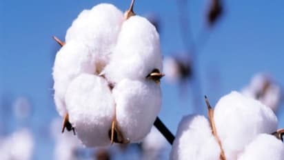 பருத்தி சாகுபடியில் மேற்கொள்ள வேண்டிய களைக் கட்டுப்பாடுகள் இதோ...